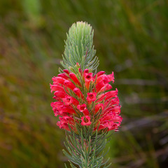 Erica viscaria