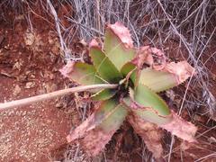 Aloe affinis