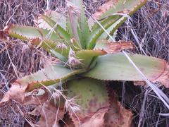Aloe affinis