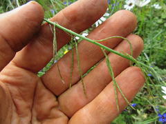 Heliophila acuminata