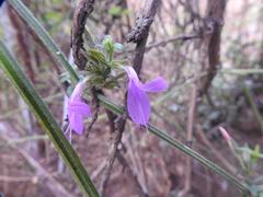 Dicliptera clinopodia