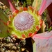 Protea acaulos - Photo (c) johanviljoen, algunos derechos reservados (CC BY-NC)