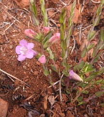 Graderia scabra
