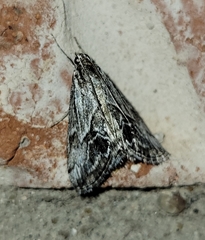 Evergestis simulatilis