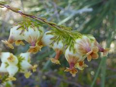 Erica denticulata