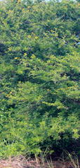 Vachellia kosiensis