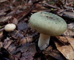 Russula viridis