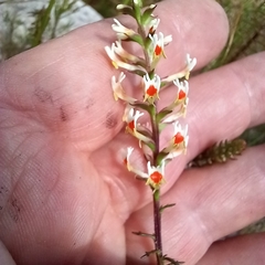 Hebenstretia integrifolia