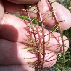 Hebenstretia integrifolia