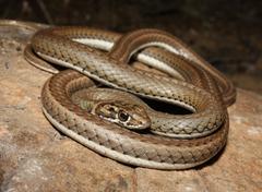 Psammophis notostictus