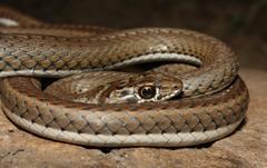 Psammophis notostictus