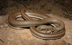 Psammophis notostictus