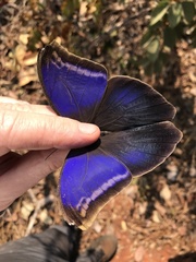 Eryphanis