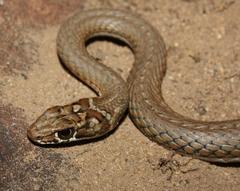 Psammophis notostictus
