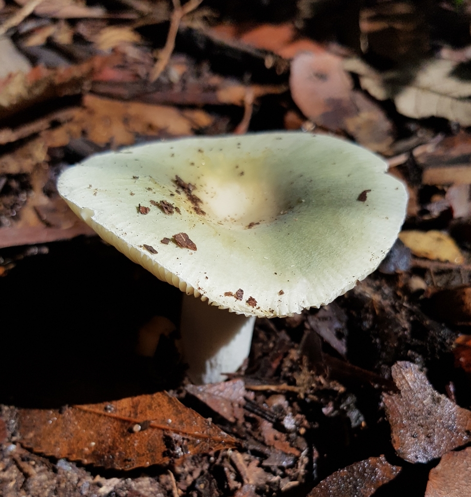 Russula viridis