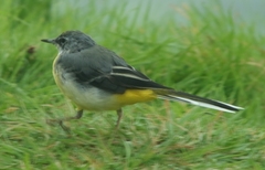 Motacilla cinerea patriciae
