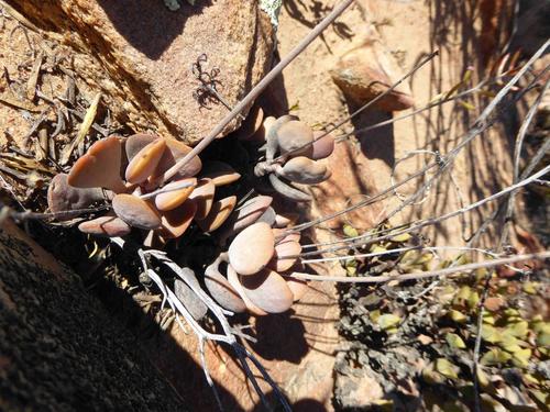Adromischus liebenbergii