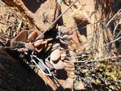 Adromischus liebenbergii