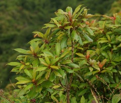 Clethra arborea