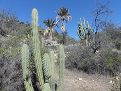 Trichocereus chiloensis chiloensis