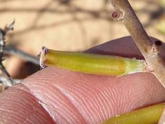 Adromischus liebenbergii
