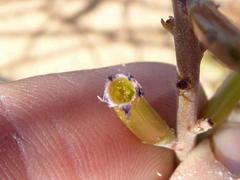 Adromischus liebenbergii