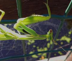 Paramantis