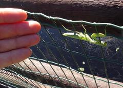 Paramantis