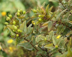 Hypericum foliosum