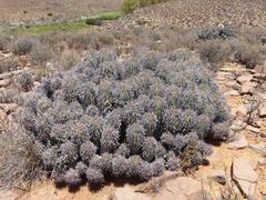 Euphorbia stellispina