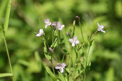 Epilobium pyrricholophum