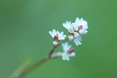 Persicaria muricata