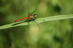 Sympetrum parvulum