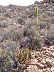 Aloe chlorantha