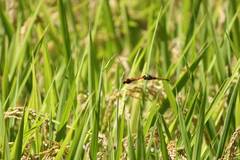 Sympetrum darwinianum