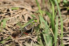 Gastrimargus marmoratus