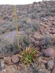 Aloe chlorantha