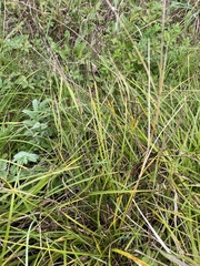 Carex vulpina