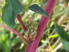 Amaranthus retroflexus