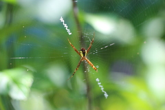Argiope perforata