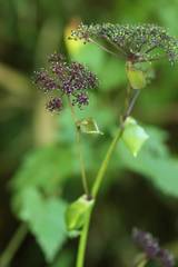 Angelica decursiva