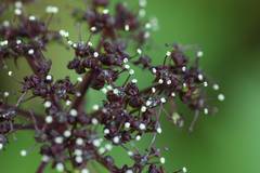 Angelica decursiva