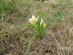 Colchicum striatum
