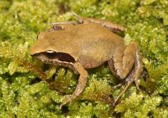 Hogsback Frog photo 4