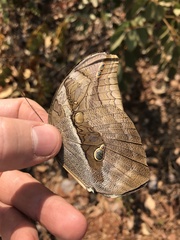 Eryphanis