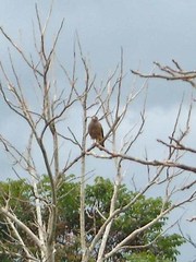 Rupornis magnirostris