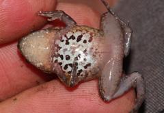 Hogsback Frog photo 5