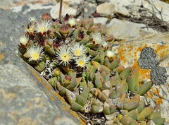 Corpuscularia lehmannii