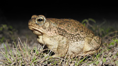 Anaxyrus speciosus