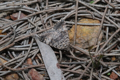 Dichromodes semicanescens